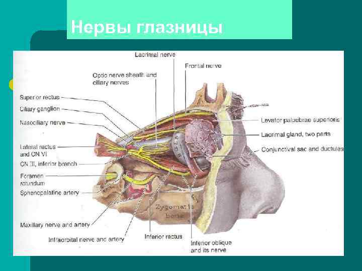 Нервы глазницы 
