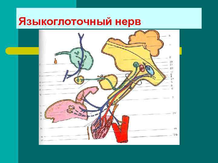 Невралгия языкоглоточного нерва презентация