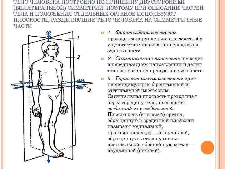 Плоскости тела человека схема