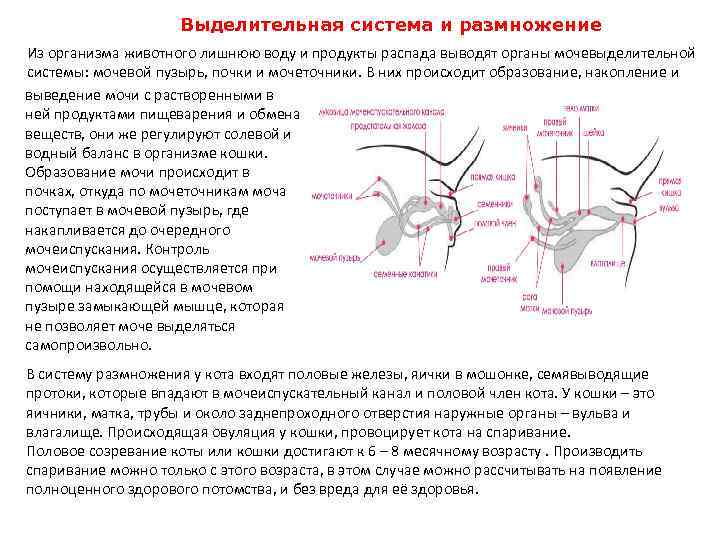 План исследования животного по системам органов