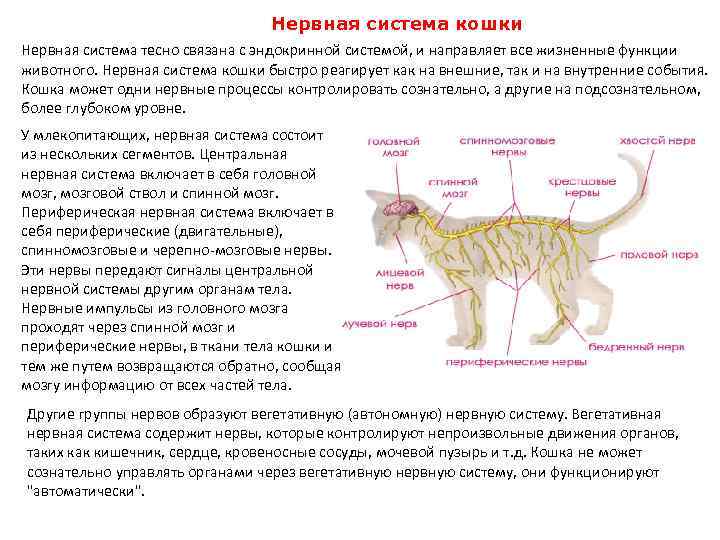 Нервная система кошки Нервная система тесно связана с эндокринной системой, и направляет все жизненные