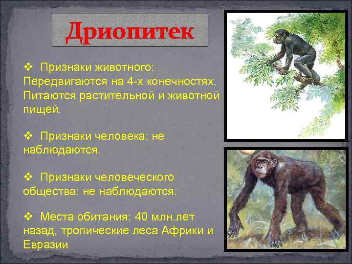 Дриопитек v Признаки животного: Передвигаются на 4 -х конечностях. Питаются растительной и животной пищей.