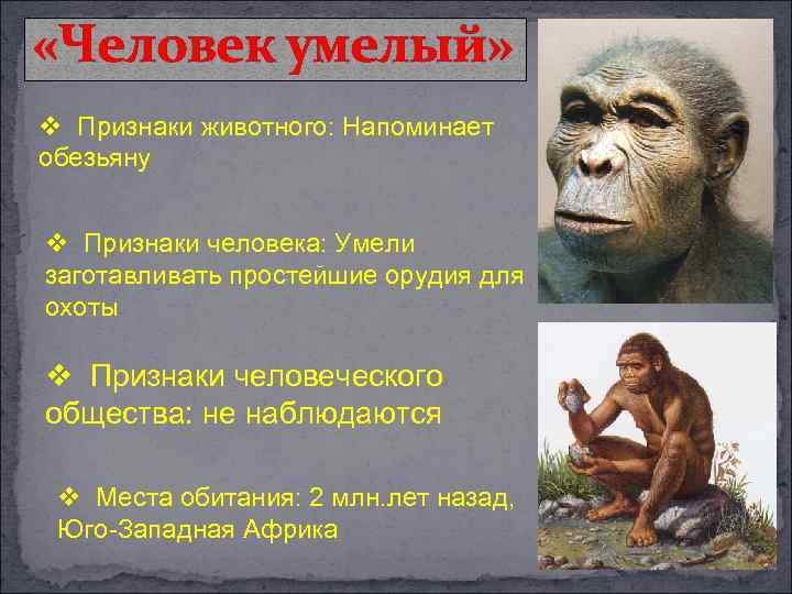  «Человек умелый» v Признаки животного: Напоминает обезьяну v Признаки человека: Умели заготавливать простейшие