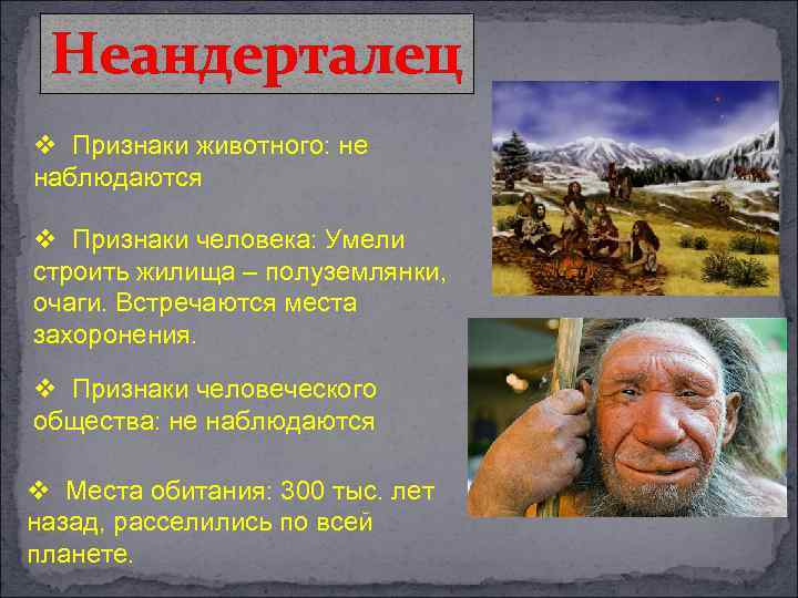 Неандерталец v Признаки животного: не наблюдаются v Признаки человека: Умели строить жилища – полуземлянки,