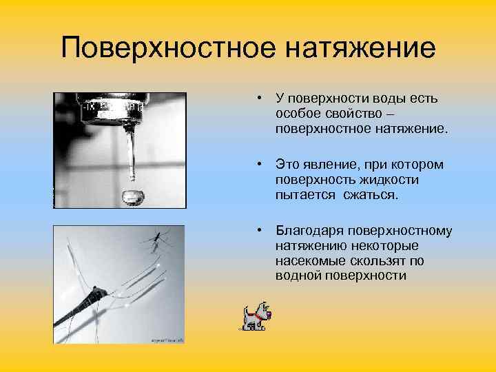 Поверхностное натяжение • У поверхности воды есть особое свойство – поверхностное натяжение. • Это