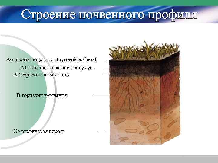 Строение почвенного профиля Аo лесная подстилка (луговой войлок) А 1 горизонт накопления гумуса А