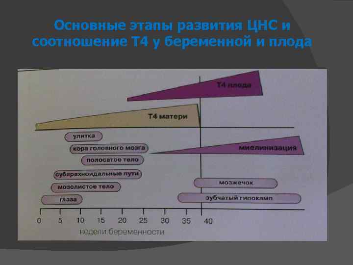 Основные этапы развития ЦНС и соотношение Т 4 у беременной и плода 