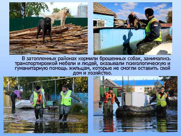 В затопленных районах кормили брошенных собак, занимались транспортировкой мебели и людей, оказывали психологическую и