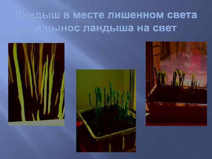 Ландыш в месте лишенном света и вынос ландыша на свет 
