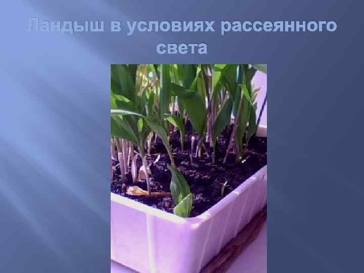 Ландыш в условиях рассеянного света 