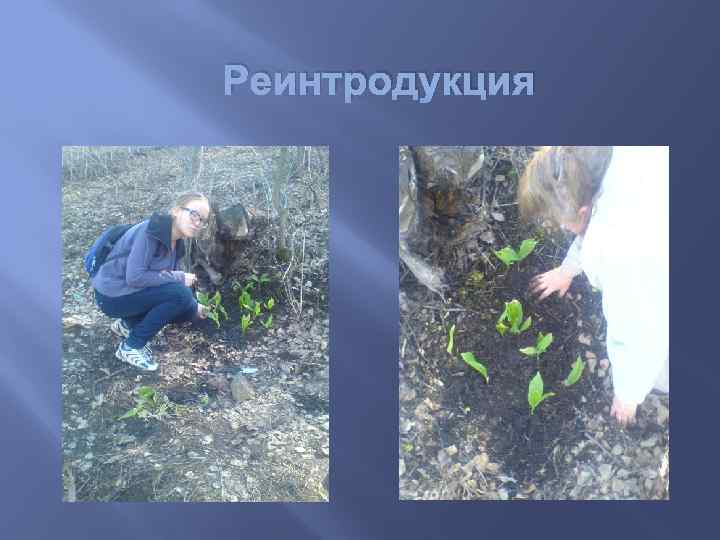 Реинтродукция 