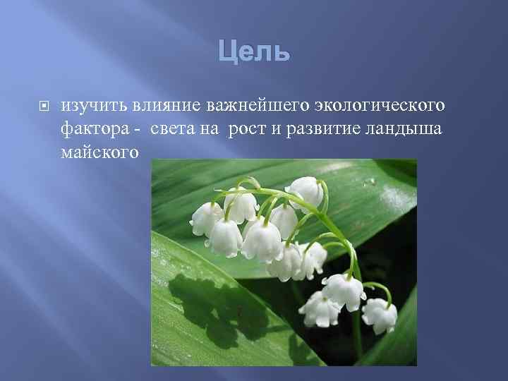 Какие признаки можно обнаружить используя приведенный рисунок ландыша майского запишите в ответе