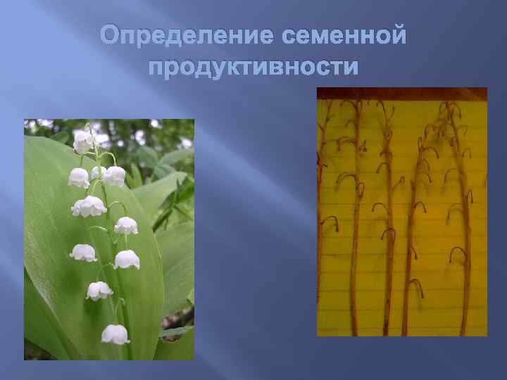 Определение семенной продуктивности 