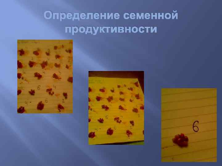 Определение семенной продуктивности 