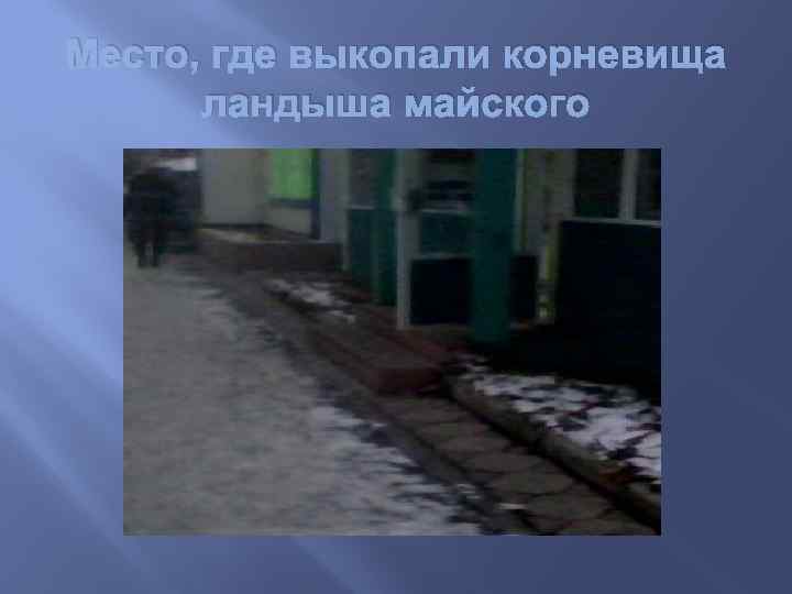 Место, где выкопали корневища ландыша майского 