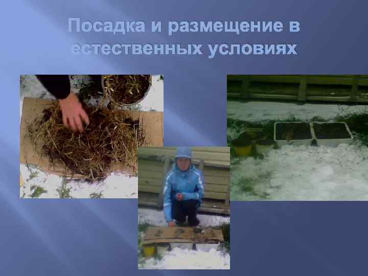 Посадка и размещение в естественных условиях 