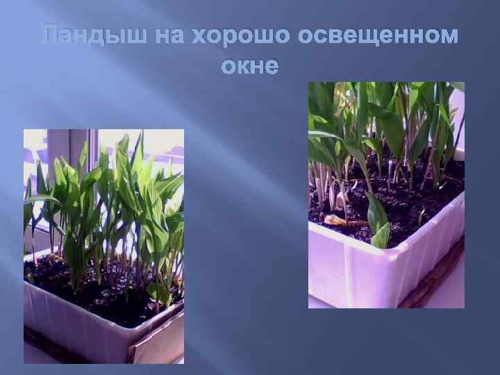 Ландыш на хорошо освещенном окне 