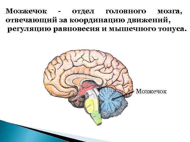 Мозжечок отдел головного мозга, отвечающий за координацию движений, регуляцию равновесия и мышечного тонуса. Мозжечок