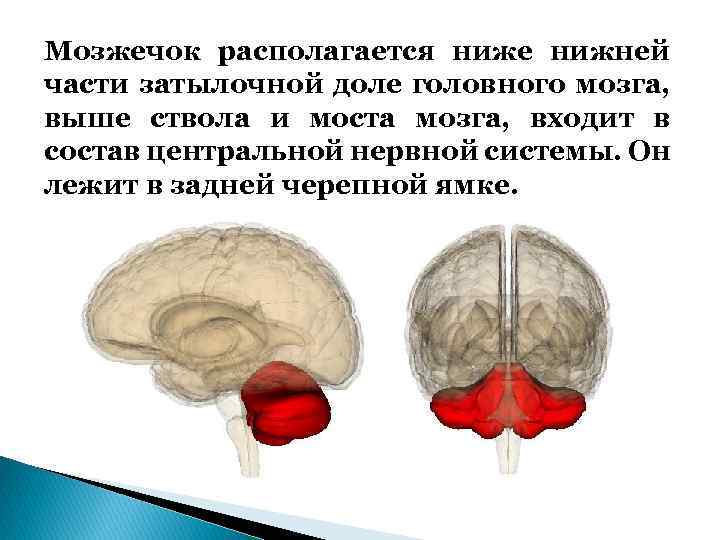 Мозжечок располагается ниже нижней части затылочной доле головного мозга, выше ствола и моста мозга,