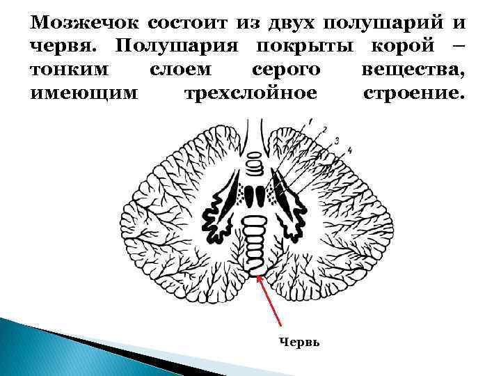 Мозжечок состоит из двух полушарий и червя. Полушария покрыты корой – тонким слоем серого