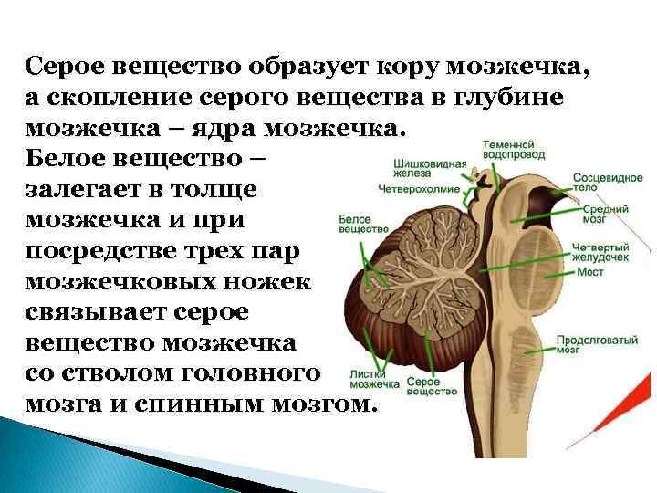 Серое вещество образует кору мозжечка, а скопление серого вещества в глубине мозжечка – ядра