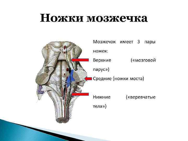 Ножки мозжечка 