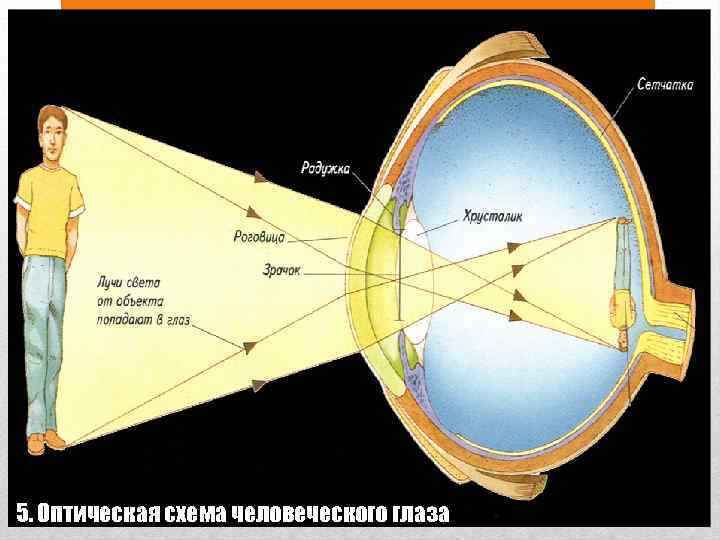 Какое изображение дает система глаза