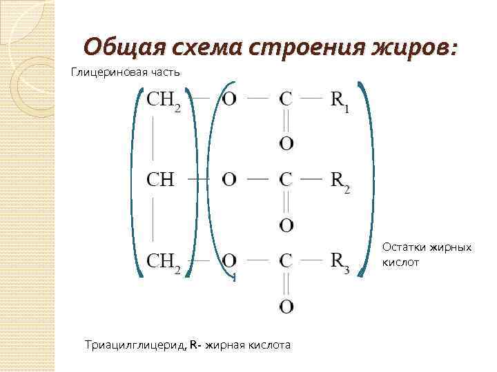 Общая схема строения жиров: Глицериновая часть Остатки жирных кислот Триацилглицерид, R- жирная кислота 