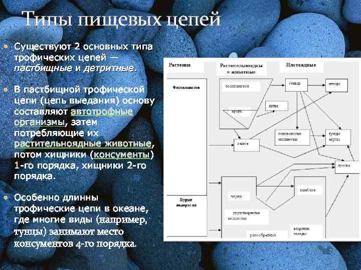 Типы пищевых цепей Существуют 2 основных типа трофических цепей — пастбищные и детритные. В