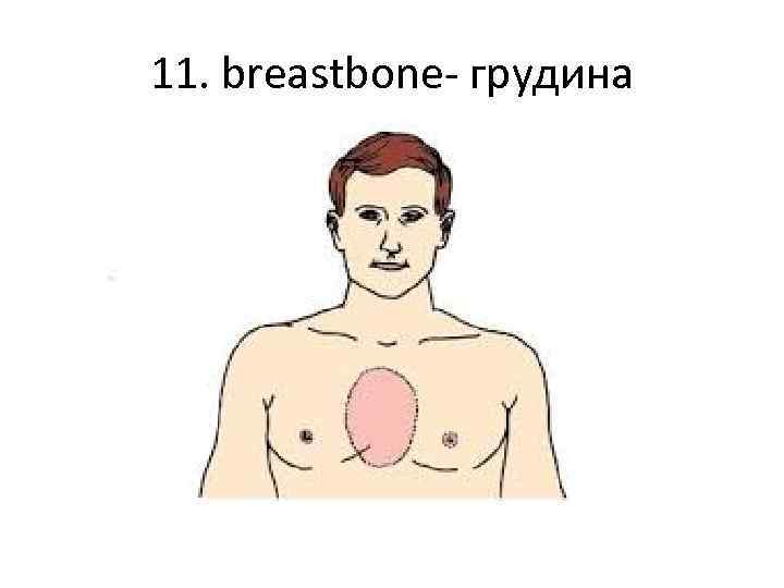 11. breastbone- грудина 