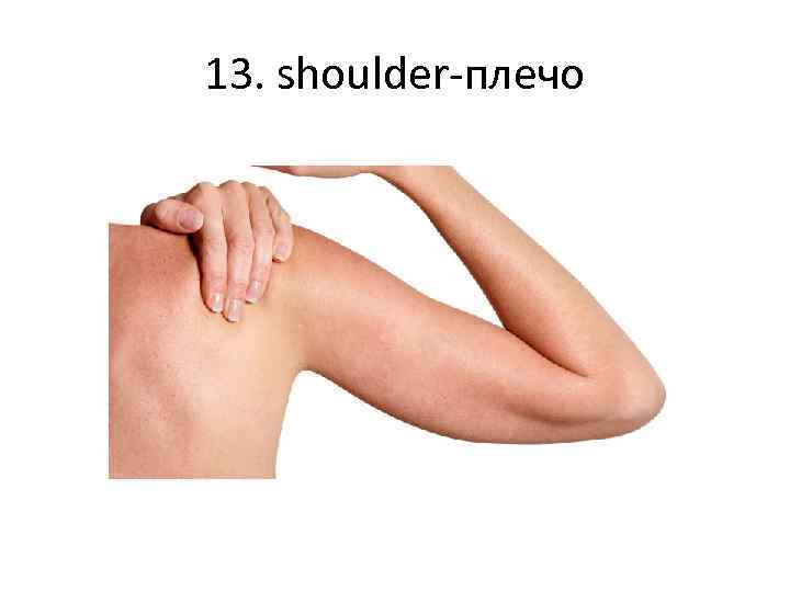 13. shoulder-плечо 
