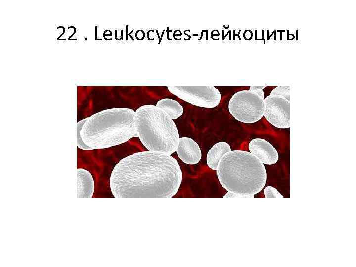 22. Leukocytes-лейкоциты 