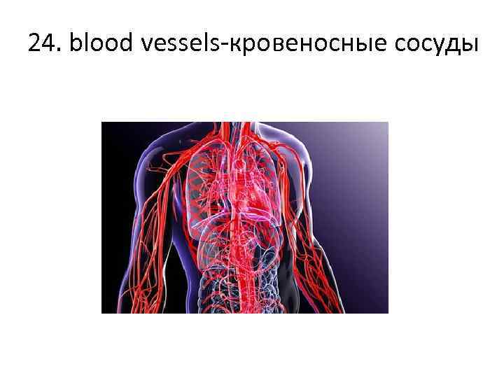 24. blood vessels-кровеносные сосуды 
