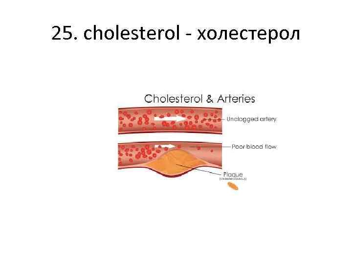 25. cholesterol - холестерол 