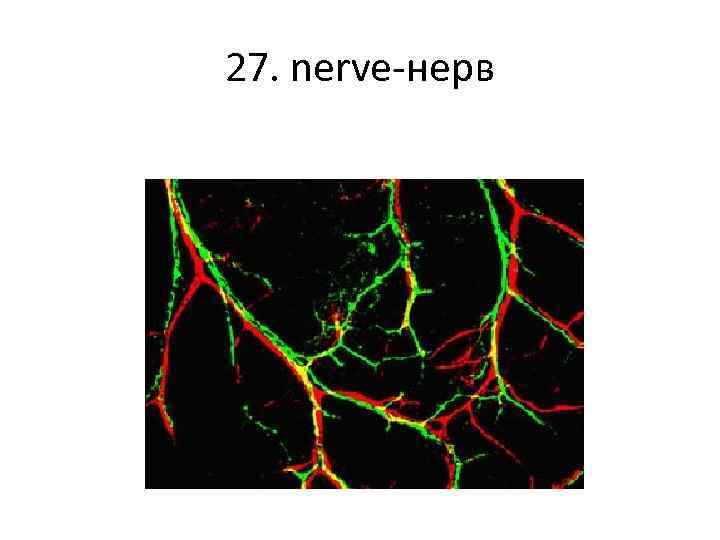 27. nerve-нерв 