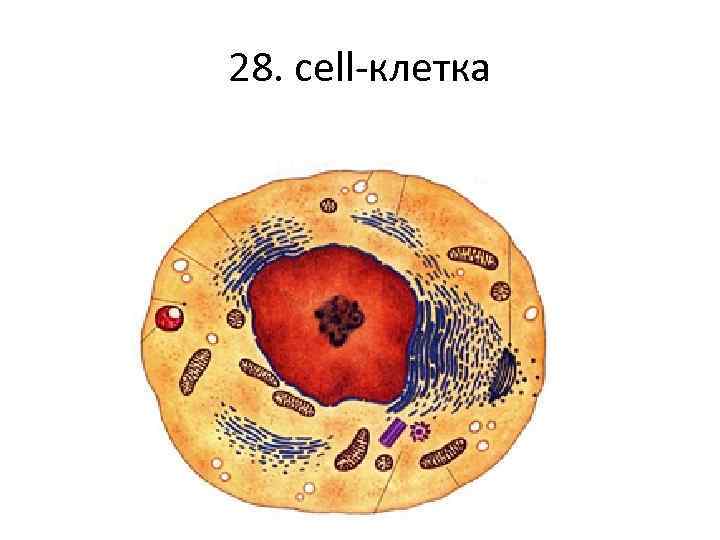 28. cell-клетка 