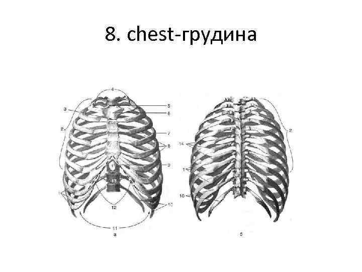 8. chest-грудина 