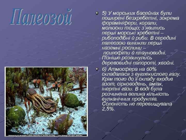 5) У морських басейнах були поширені безхребетні, зокрема форамініфери, корали, молюски тощо; з’явились перші