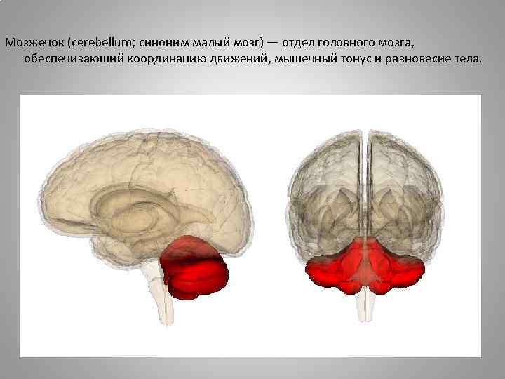 Мозжечок (cerebellum; синоним малый мозг) — отдел головного мозга, обеспечивающий координацию движений, мышечный тонус