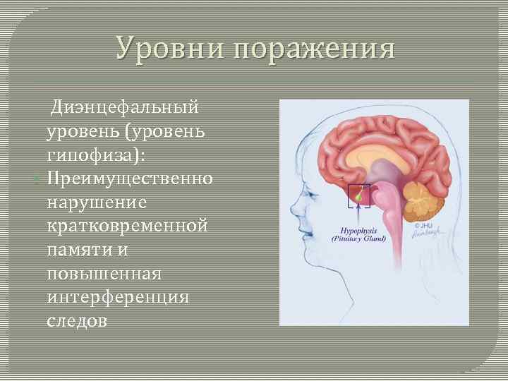 Уровни поражения Диэнцефальный уровень (уровень гипофиза): Преимущественно нарушение кратковременной памяти и повышенная интерференция следов