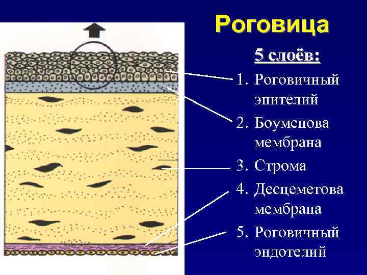 Роговица 5 слоёв: 1. Роговичный эпителий 2. Боуменова мембрана 3. Строма 4. Десцеметова мембрана