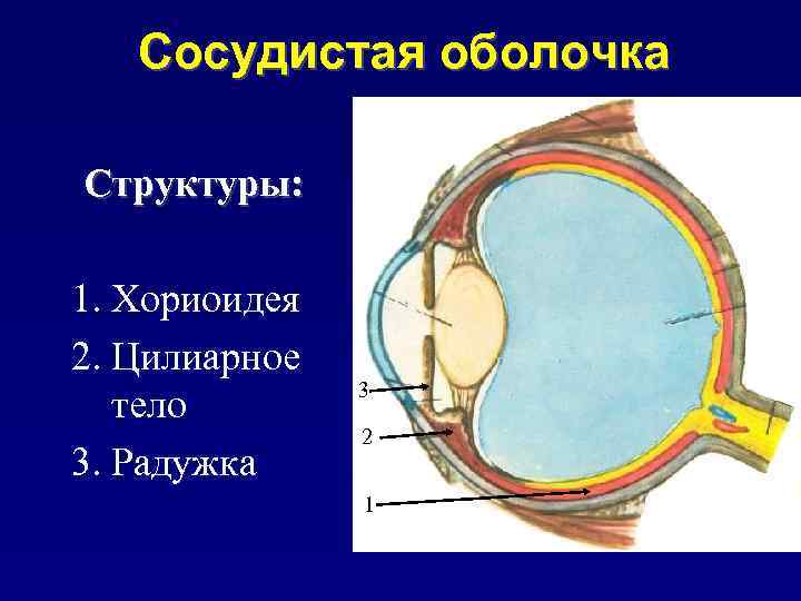 Сосудистая оболочка глаза это