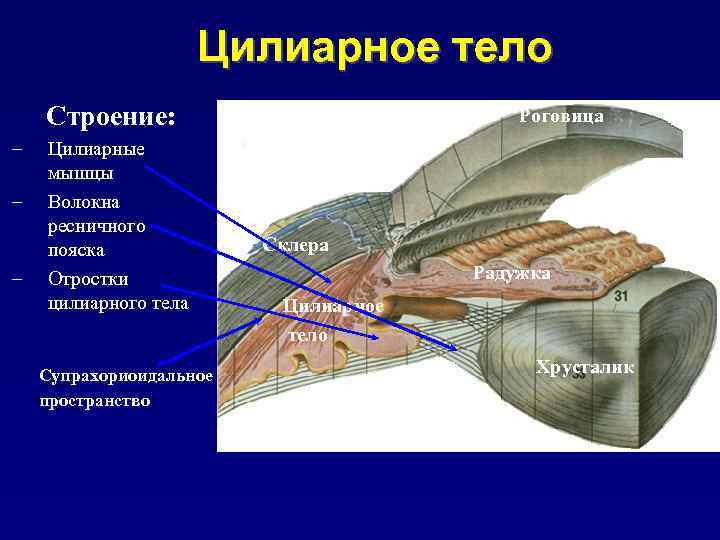 Цилиарное тело Строение: – – – Цилиарные мышцы Волокна ресничного пояска Отростки цилиарного тела