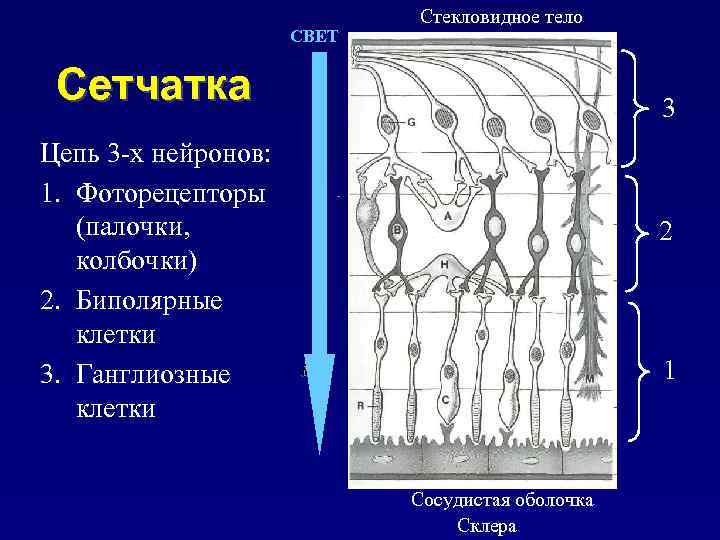 СВЕТ Стекловидное тело Сетчатка 3 Цепь 3 -х нейронов: 1. Фоторецепторы (палочки, колбочки) 2.