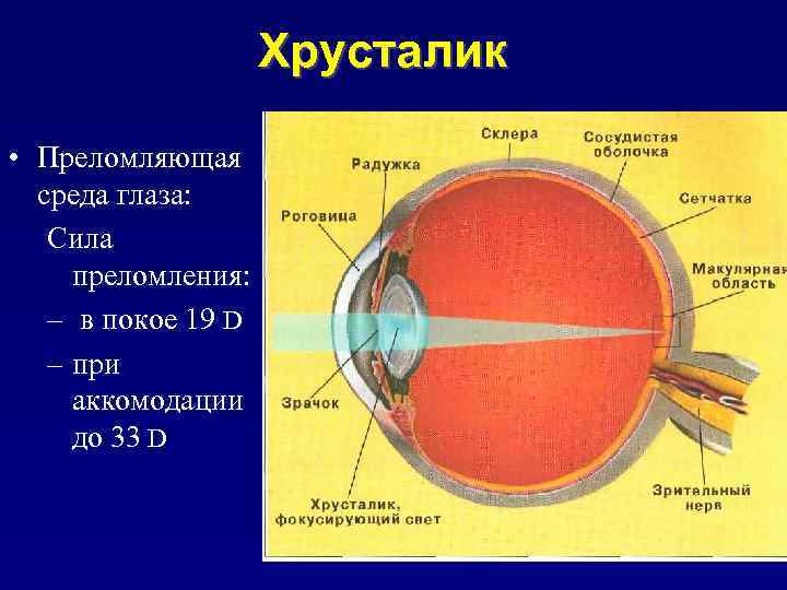 Построение изображения на сетчатке физиология