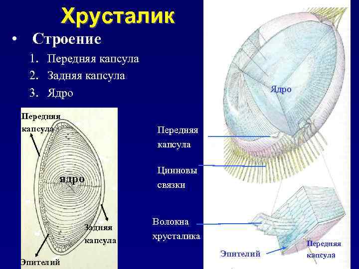 Хрусталик • Строение 1. Передняя капсула 2. Задняя капсула 3. Ядро Передняя капсула ядро