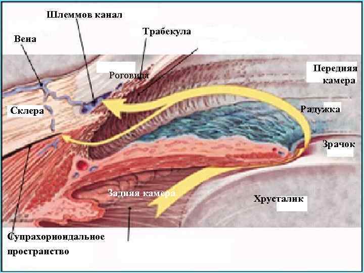 Шлеммов канал Вена Трабекула Передняя камера Роговица Радужка Склера Радужка Зрачок Задняя камера Хрусталик