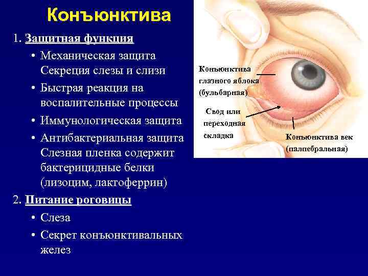 Секрет слезной железы. Строение глаза Нижний конъюнктивальный мешок. Конъюнктивальный мешок глазной.