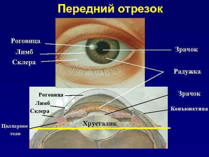 Глазное яблоко рисунок анатомия