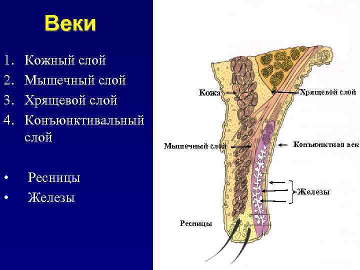 Веки 1. 2. 3. 4. • • Кожный слой Мышечный слой Хрящевой слой Конъюнктивальный
